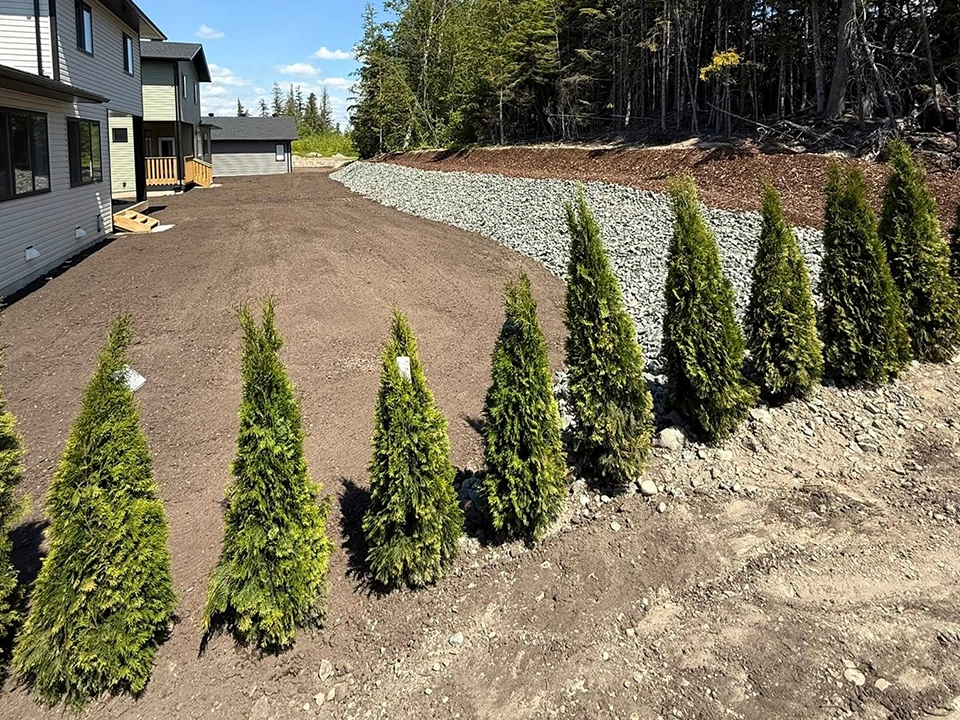 Freshly graded residential front yard with young cedar shrubs planted along the edge, prepared for final landscaping and finishing work.
